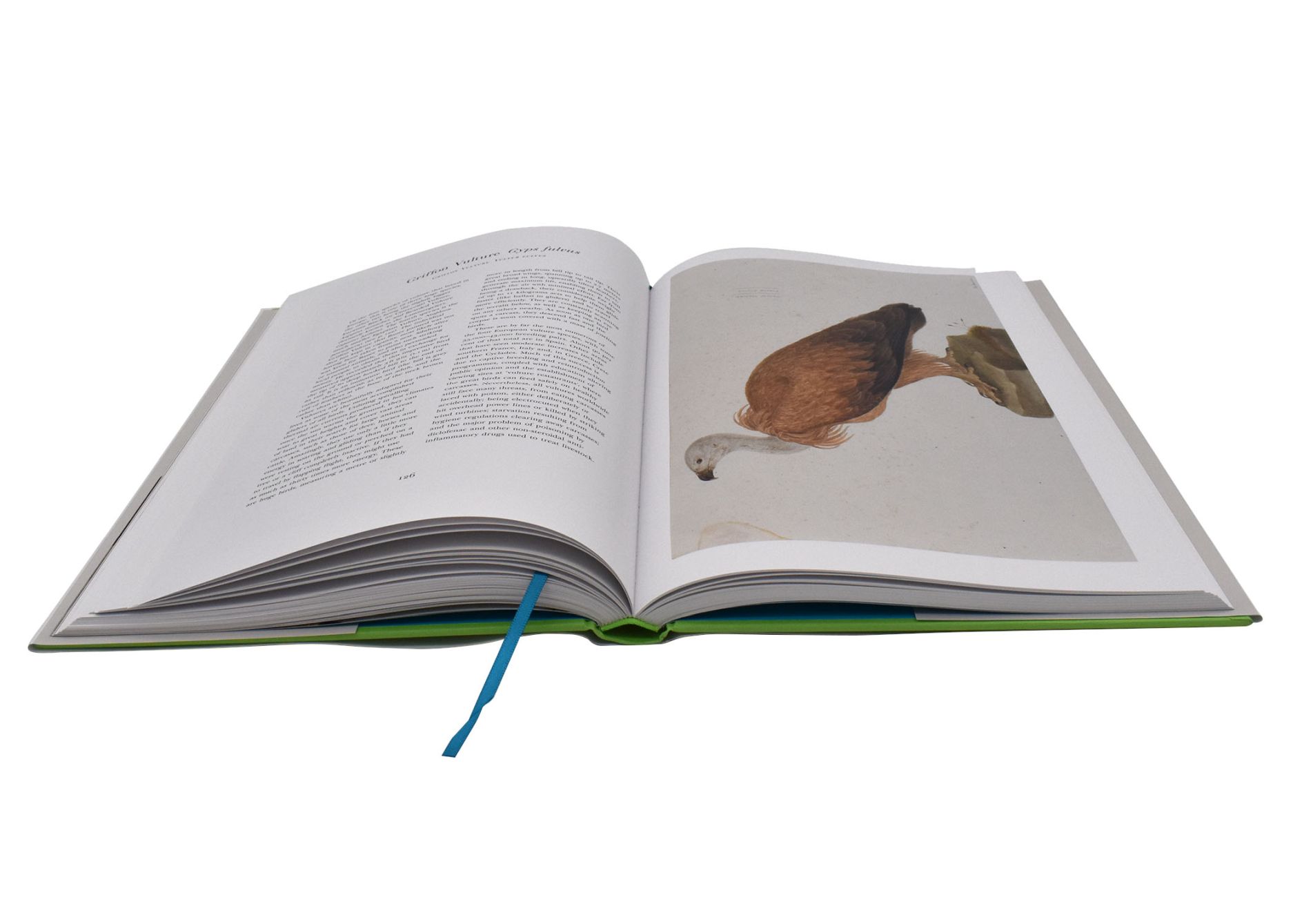 Ferdinand Bauers Remarkable Birds 03 - click to open lightbox