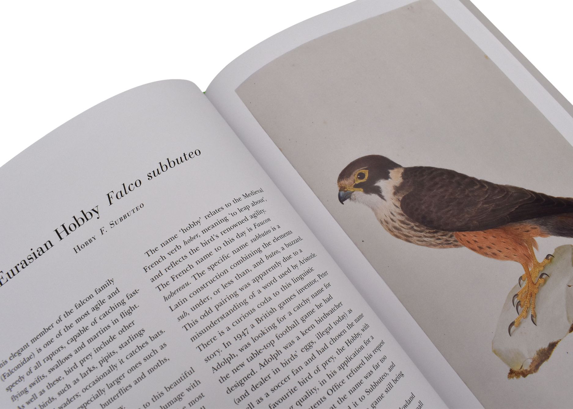 Ferdinand Bauers Remarkable Birds 04 - click to open lightbox